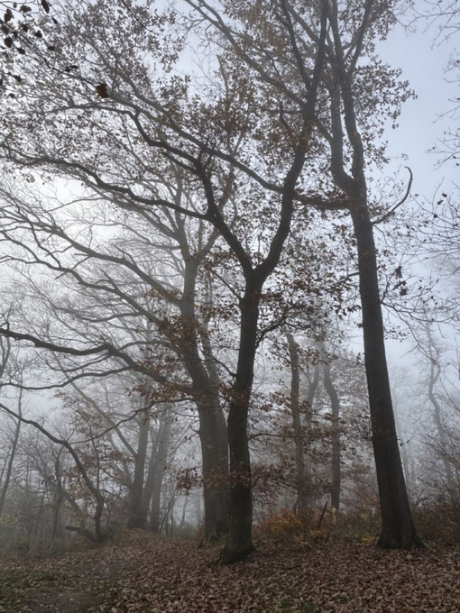 Nebelwald, Gedankenklären vor künstlerischer arbeit, kreative Arbeitsformen, abstrakte Kunst