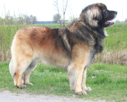 Gibson 06.04.2012