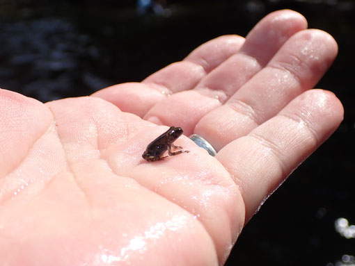 リバートレッキングでみつけたカジカガエル