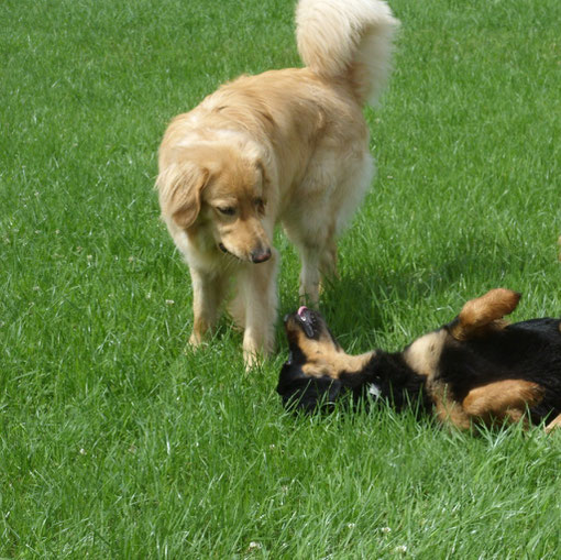 Merlin und Annabelle beschnuppern sich nach langer Trennung (und finden noch Gefallen aneinander)