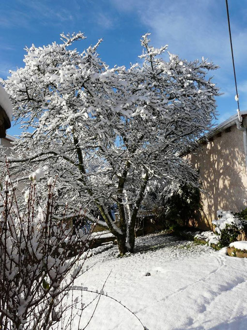 Photo 1 27/11/2010 : cerisier sous la neige