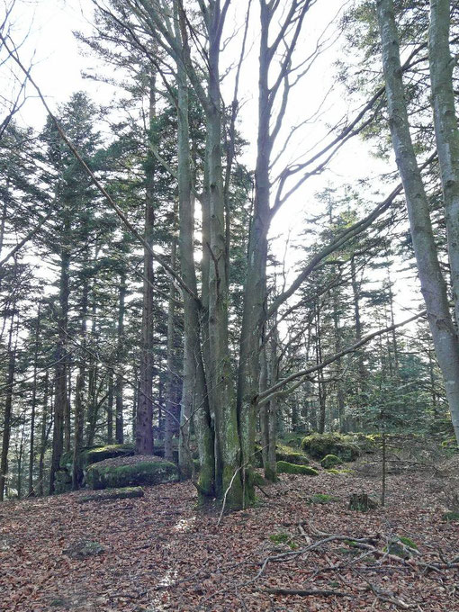 Très grande vitalité des arbres situés alentours et qui sont multitroncs