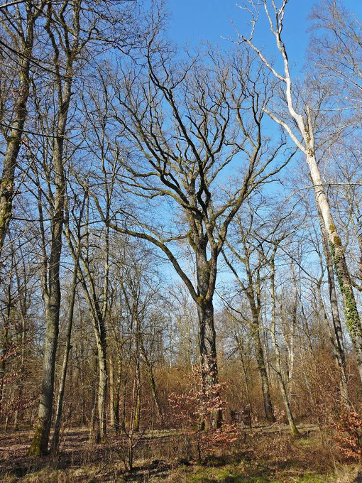 Forêt de Bride