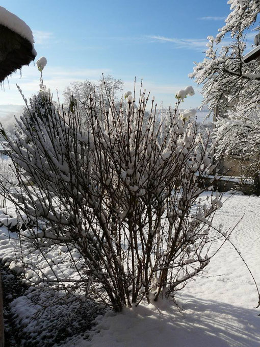 Photo 3 27/11/2010 : forsythia sous la neige