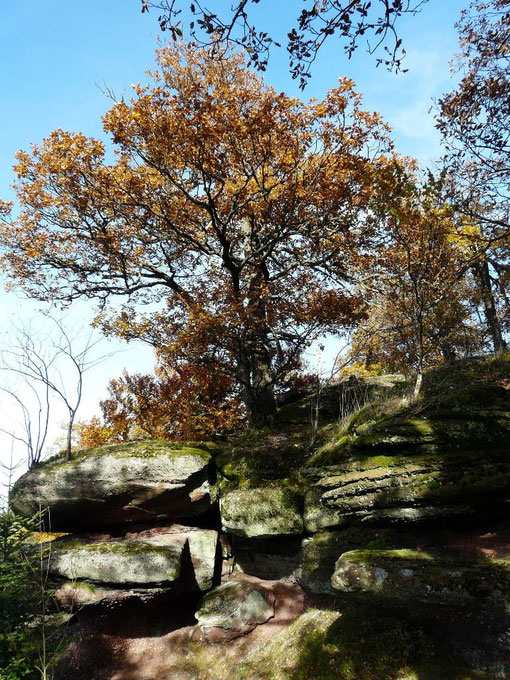 Le plateau du Schlossberg