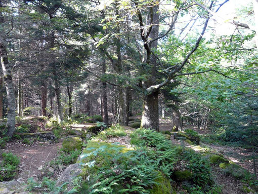 Le sentier des Demoiselles de Pierre