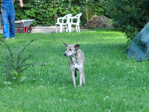 Kontrollgang durch den Garten