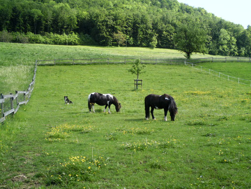wohlverdiente Weidepause