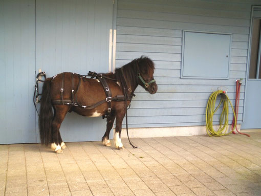Winnetou noch angeschirrt