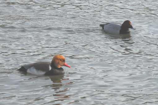 Kolben- und Tafelente auf dem Donaustausee bei Elchingen (Foto: Konrad Erdtmann)