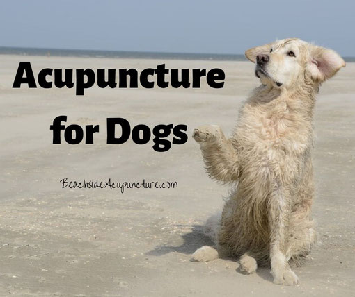 Acupuncture for Dogs - Dog on a beach