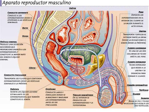 Resultado de imagen para reproductor humano