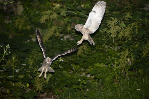 Waldohreulen (Asio otus) im Flug