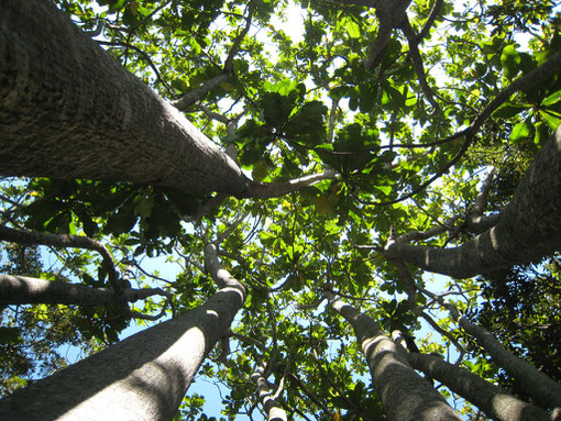 FOTO 7: Forest fever tree (Anthocleista grandiflora). Bellissima pianta di aree di foresta, comune a Ingwe. Non é imparentata con il fever tree, ma il nome, molto simile, ne tradisce la predilezione per zone umide e ricche d'acqua.