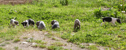 Chiots whippets de 6 semaines