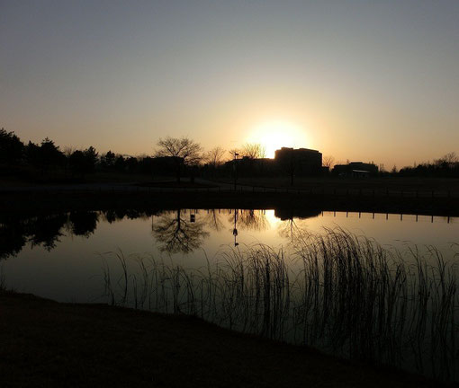 １２月２３日（2012）　夕暮れの修景池（東京外国語大学越しに沈む夕日:武蔵野の森公園）