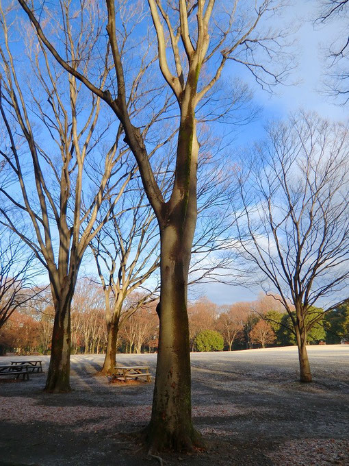 １２月２３日（2013）　冬木立の公園Ⅰ：神代植物公園・自由広場