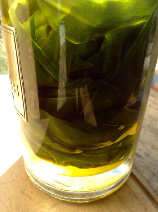 Bärlauch in Olivenöl einlegen, ein Gedicht. Sparsam verwenden wegen der Senföle, die den Magen Reizen können.