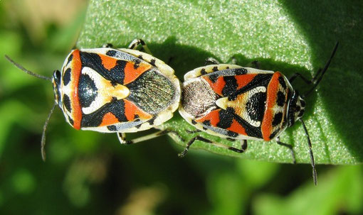 Eurydema ornatum su Portulaca