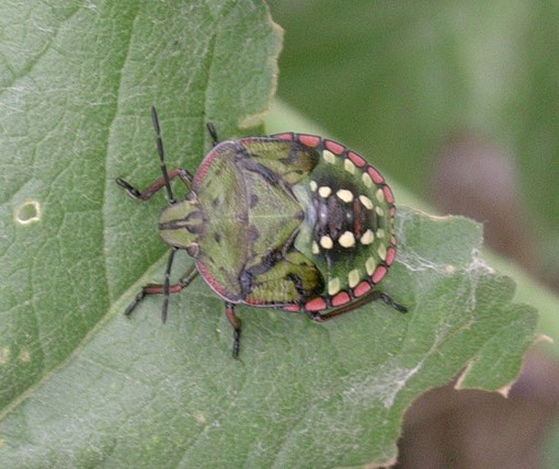 Neanide di Nezara viridula