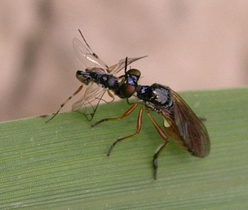 Un'altra piccola Dioctria con una preda