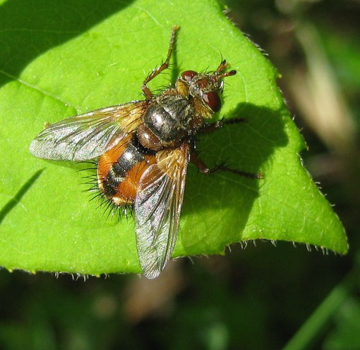 Tachina magnicornis