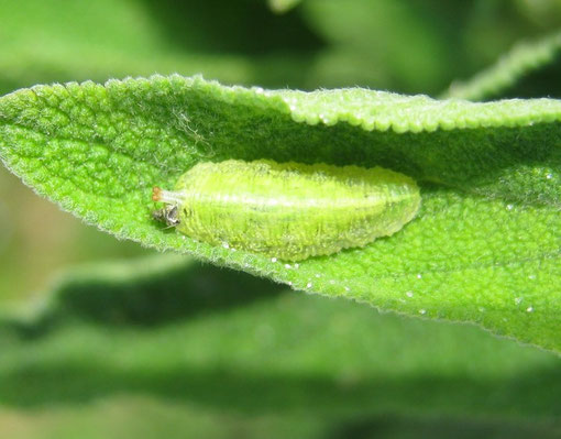 Larva di sirfide che si nutre di afidi