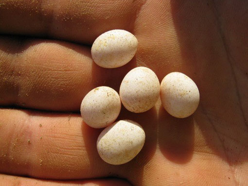Trovato uova di lucertola, come salvarle? - ortoecologos jimdo page!