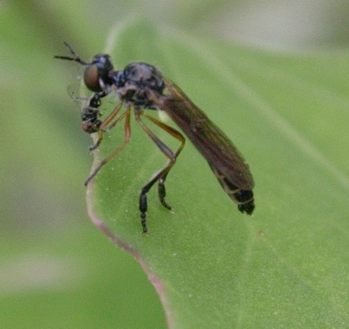 Mosca del genere Dioctria che ha catturato un piccolo dittero