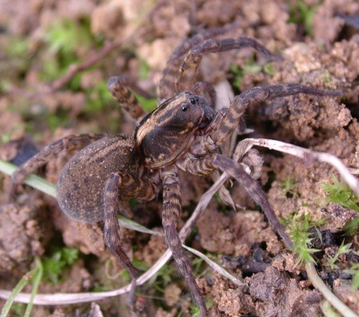 Femmina di Trochosa hispanica, una specie di medie dimensioni