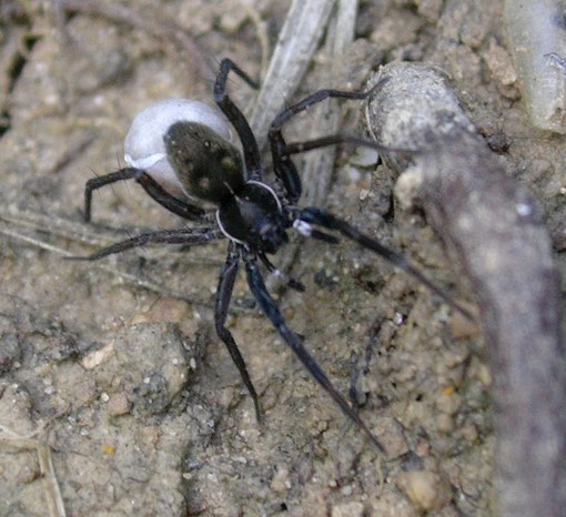 Femmina di Aulonia albimana col sacco di uova