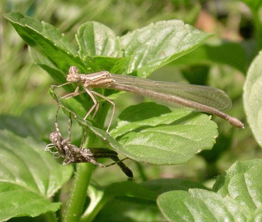 Libellula che ha appena fatto la muta che da animale acquatico la trasforma in insetto alato