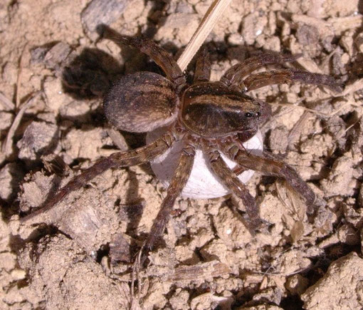 Femmina di Trochosa hispanica con ovisacco