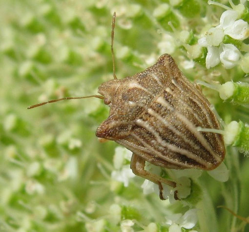 Ancyrosoma leucogrammes