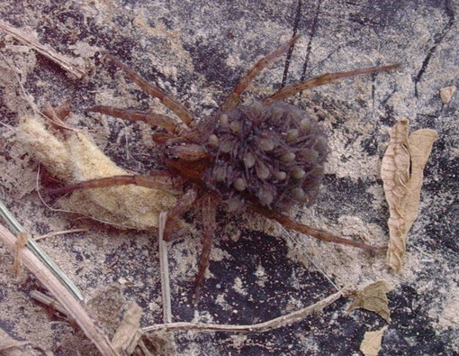 Femmina di Trochosa terricola coi piccoli