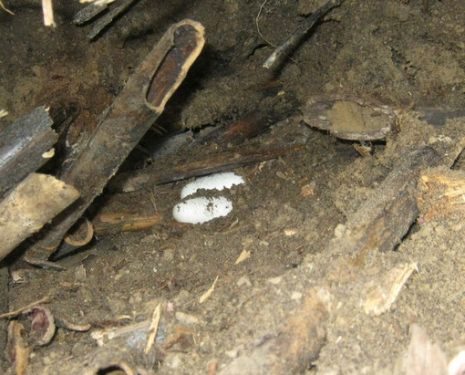 Uova di Zamenis longissimus nel compost tra vecchie canne parzialmente decomposte