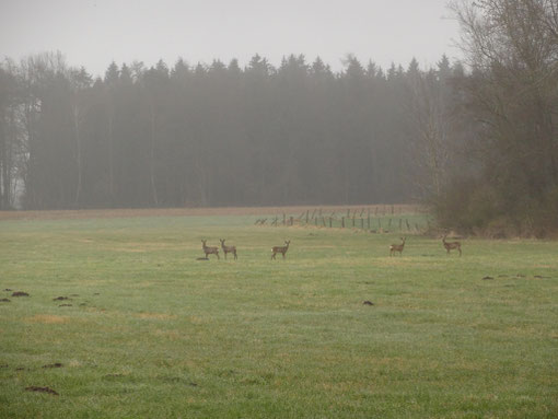 Rehe auf morgendlicher Wiese bei Lohe, Axstedt, Bokel