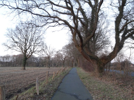 Radweg an der L134 von Langenfelde Richtung Bokel 