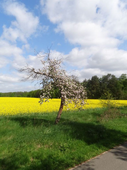 Lüneburger Heide - Oldendorfer Totenstatt (c) Alte Schule Bokel