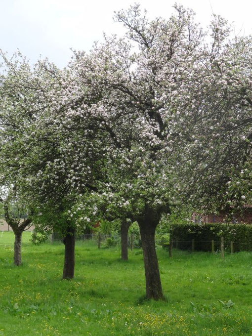 Lüneburger Heide - Oldendorfer Totenstatt (c) Alte Schule Bokel