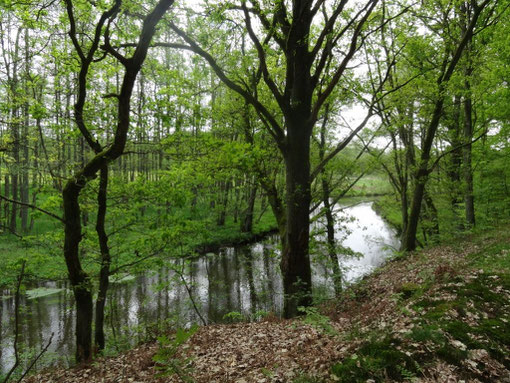 Lüneburger Heide - Oldendorfer Totenstatt (c) Alte Schule Bokel