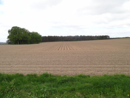 Lüneburger Heide - Oldendorfer Totenstatt (c) Alte Schule Bokel