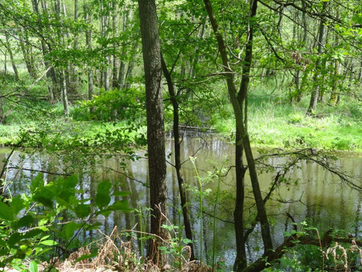 Lüneburger Heide - Oldendorfer Totenstatt (c) Alte Schule Bokel