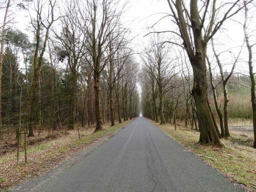 Allee von Wittstedt nach Bramstedt Bokel Kranzmoor Langenfelde