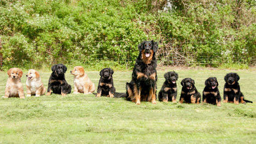 Hannah's nestgenoten en Kaelynn   / Hannah's littermates and Kaelynn 