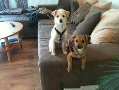 Tiffy + Samson