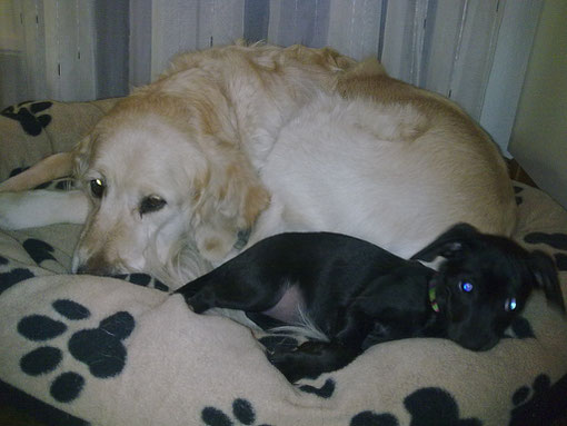 Franzi/Luna