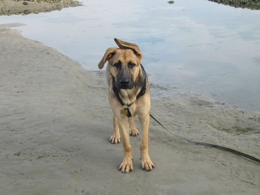 Sammy