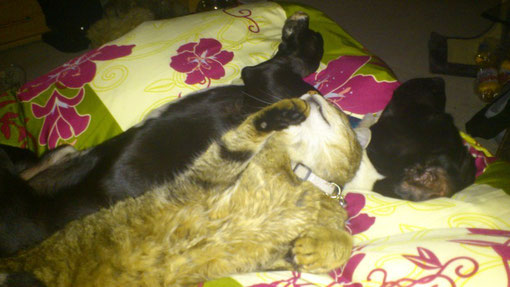 nicht wie Hund und Katz, sondern beste Freunde