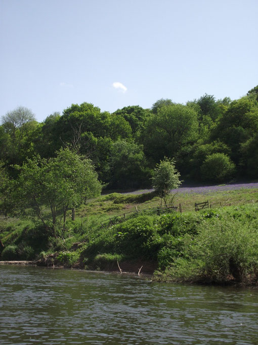 Bluebells, Monmouth canoes, River Wye, Forest of Dean, England, Wales border.